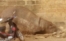 Kédougou : Un hippopotame sème la terreur avant d’être tué