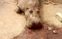 Kédougou : L'hippopotame tué avait reçu 13 balles