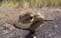 Serpent dans le parking de l’AIBD