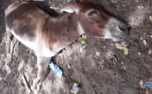 Linguère : La grippe équine tue 408 ânes