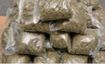 Foundiougne : 229 Kg De Chanvre Indien Saisis