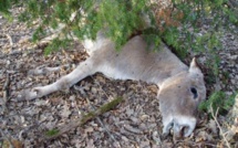 Grippe équine : 30.000 bêtes touchées, 3000 morts