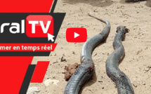 Sipres 5 de Mbao : Des serpents sèment la terreur, les habitants interpellent les autorités