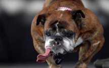 Gandigal : Mordue par un chien, elle meurt après avoir reçu une piqûre à l'hôpital de Mbour
