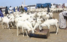 VIDEO - Etat des lieux du marché du mouton, à deux semaines de la Tabaski