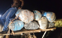 Saisie de 660 kilogrammes de chanvre indien Saisie de 660 kilogrammes de chanvre indien