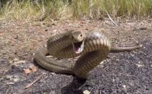 Maristes : Un énorme serpent surgit du lac Maristes : Un énorme serpent surgit du lac