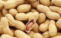 Campagne de commercialisation de l’arachide : l’Eat suspecté de vouloir suspendre la subvention de 22 milliards FCFA