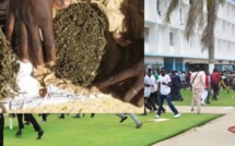 UCAD - Comment la sécurité du COUD a pisté et alpagué I. Guèye, le dealer de "YAMBA"