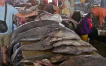 Distribution du poisson : les mareyeurs annoncent une grève le 15 janvier prochain Distribution du poisson : les mareyeurs annoncent une grève le 15 janvier prochain