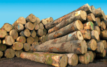 Vélingara: la gendarmerie intercepte 12 charrettes chargées de bois de venne Vélingara: la gendarmerie intercepte 12 charrettes chargées de bois de venne