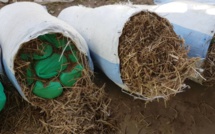 Diourbel: Saisie de 10 kg de chanvre indien à Khelcom