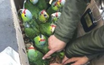 AIBD- CRIMINALITÉ FAUNIQUE : Un Algérien voulait exporter frauduleusement 131 perroquets