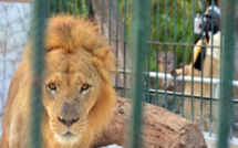 UN LION MORD UN EMPLOYÉ DU PARC HANN