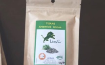 Covid-19 : L’Artémisia, la tisane salvatrice introuvable au Sénégal, les spéculateurs indexés.