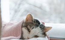 Coronavirus: un chat testé positif au Covid-19 en France