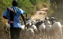 DAGANA - FIN DE CAVALE POUR QUATRE PRÉSUMÉS VOLEURS DE BÉTAIL