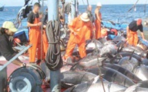 FAUSSE "SENEGALISATION"  DES NAVIRES CHINOIS  -   Pillage organisé