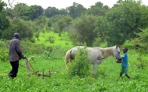 Le monde rural en agonie (par Thierno SALL, ENDA PRONAT)