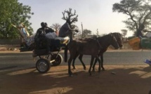 [Photos] Korité: 5 charrettes venant de Dakar interceptées à Diourbel
