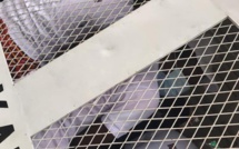 Distribution de masques : Une trentaine de jeunes de l’Apr arrêtés en centre-ville