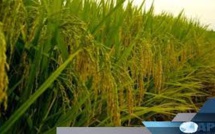 SAINT-LOUIS : PLUS DE 54 000 HECTARES EMBLAVÉS EN CONTRE-SAISON CHAUDE (DRDR)