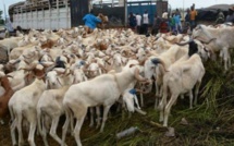 TABASKI : DIOURBEL SERA BIEN APPROVISIONNÉE EN MOUTONS (OFFICIEL)