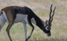 "3 des 6 gazelles convoyées à la réserve privée d'Abdou Karim Sall sont mortes" (Libération)