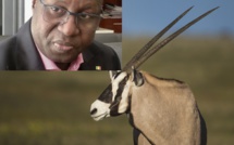 Transfert Des Oryx : Les SALL Aveux D’Abdou Karim