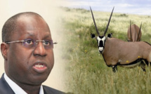 Gazelles Oryx: un "braconnage" à 100 Millions
