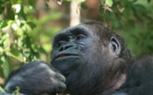 Parc de Hann : Le chimpanzé vedette King Kong est mort