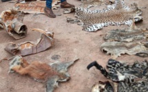 Kolda - Trafic d’espèces protégées : 3 présumés trafiquants arrêtés, 24 peaux de léopard saisies