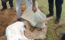 TOUBA / 11 kilos de chanvre indien saisis par les éléments de la DOCRTIS de Diourbel.