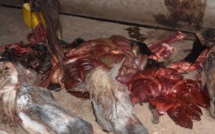 Abattage clandestin : Une importante quantité de viande de cheval retrouvée dans le frigo du boucher Tidiane Ndiaye