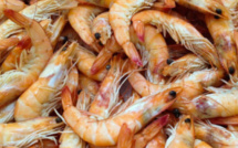 Chine : Le coronavirus découvert sur des emballages de fruits de mer (autorité)