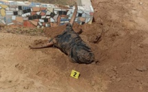 Mbour : La tête et des pattes de bœuf noir enterrées au cimetière de Téfess