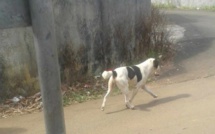 TAMBACOUNDA : DES CHIENS ERRANTS SÈMENT LA PANIQUE AU QUARTIER PLATEAU