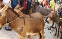 Drame à Louga: Un enfant d'un an tué par un âne