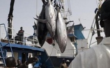 Accord Sénégal-Ue : Le thon vendu à 30 euros le kg en Europe et jusqu’à 2,7 millions d’euros aux enchères à Tokyo