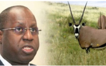 Assemblée nationale/Transfert des gazelles oryx : Le Ministre de l'environnement Abdou Karim Sall donne des détails