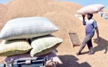 CAMPAGNE AGRICOLE - LES PAYSANS SE DÉSOLENT DU RETRAIT DES CHINOIS