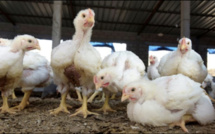 La Grippe aviaire s’invite au Sénégal : 100 000 volailles abattues et 2.723 œufs de consommation détruits.