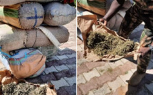 COMPAGNIE DE FATICK/TRAFIC DE CHANVRE INDIEN: La gendarmerie saisit 263 kilos sur deux charrettes
