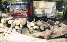 CASAMANCE-REPRISE DU PILLAGE DE LA FORET, APRES LA PAUSE COVID-19-  Quand l’enjeu du bois bafoue la loi sous tous les toits !