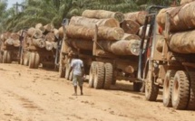 Gambie : Dix-neuf containers remplis de bois en provenance de la Casamance prêts à embarquer