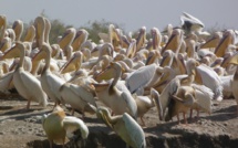Mort étrange de 750 pélicans au parc de Djoudj