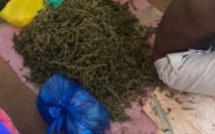 Grand-Dakar/Malicounda : Une bande de trafiquants tombe avec 13 kg de chanvre