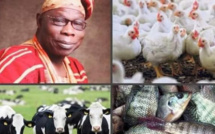 L'ancien Président du Nigéria Obasanjo devient le meilleur éleveur d'Afrique