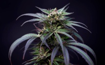Un Français sur deux favorable à la dépénalisation du cannabis
