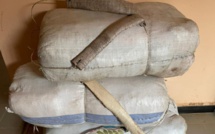 Trafic de stupéfiants : La Douane saisit plus d’une tonne et demi de chanvre indien à Fimela, à Nianing, à Fatick et à Kaolack.